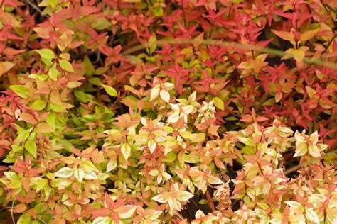 Sharp is a global leader in clinical supply chain services and contract pharmaceutical packaging. Sustainable Trees and Shrubs - Sharp Tree Service ...