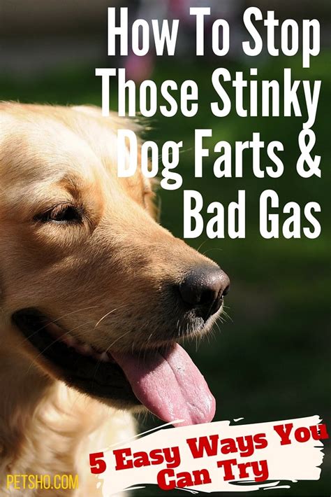How To Stop Those Stinky Dog Farts And Bad Gas Pet Blog For Dog And Cat