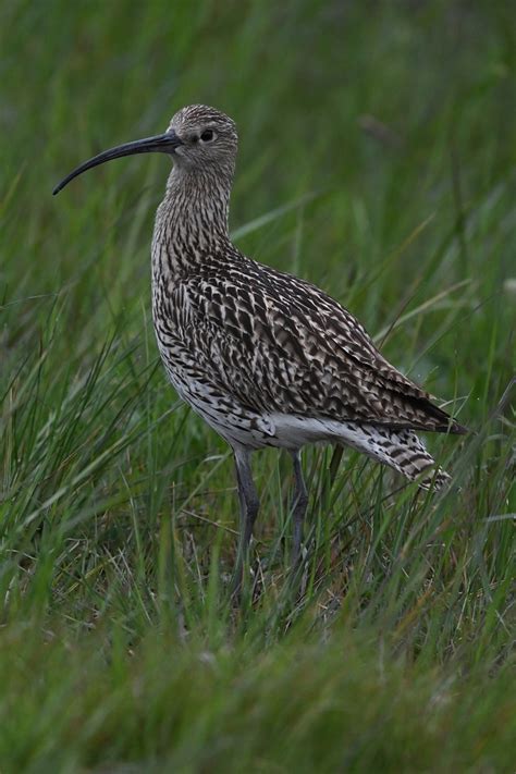 Grassland Birds Nature Observation