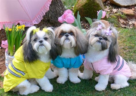 All List Of Different Dogs Breeds Shih Tzu Dogs