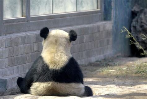 Sad Panda Image 2535134 By Lauralai On