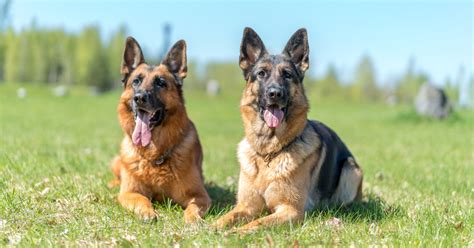 German Shepherd Breed Guide Photos Traits And Care Bark Post