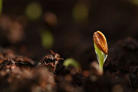 Seed Sprout Wallpaper