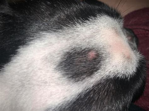 My Dog Has Formed Many Little Bumps Warts On Her Head And Im Not