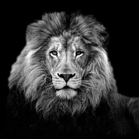 Black And White Photography Realistic Lion Drawing Tiger Drawing