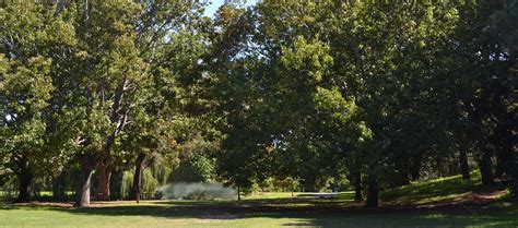 Visit Centennial Parklands Trees Shrubs And Plants Liquidambar