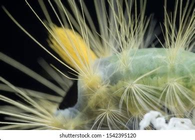 Closeup Tussock Moth Larvae Caterpillar Stock Photo 1542395120