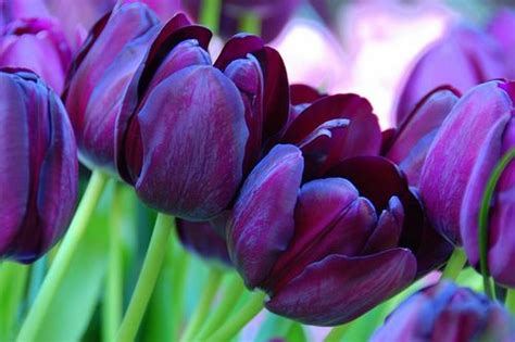 Black Tulip Queen Of The Night Keukenhof Tulip Garden Bulb Flowers