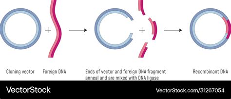 Gene Cloning Plasmids And Recombinant Dna Vector Image