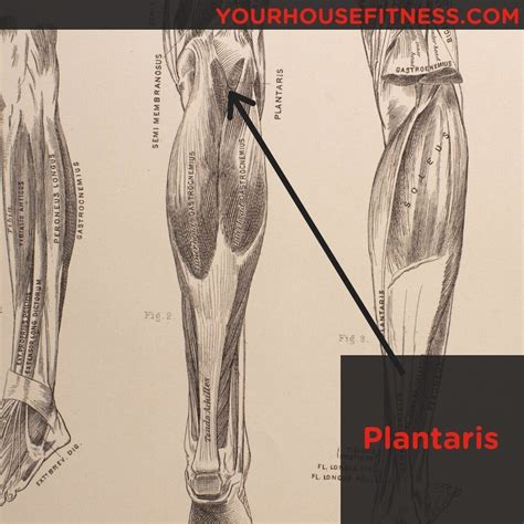 Muscle Breakdown Plantaris