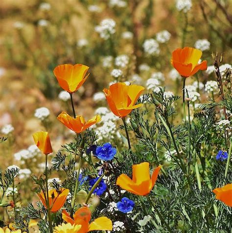 California Poppies And Bluebells A Gorgeous Combination Of California