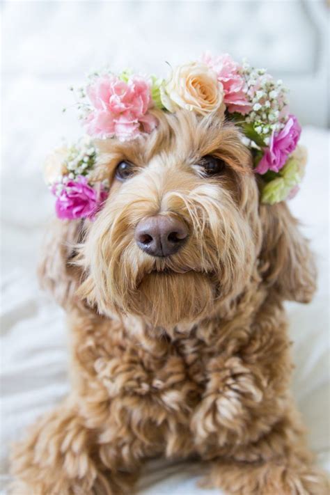 How To Diy Flower Crown Video Dog Flower Goldendoodle Puppy Puppies