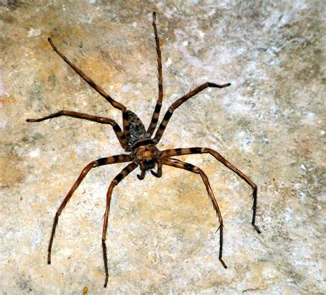 Největší Pavouk Na Světě A V Čr Rekordy Přírody