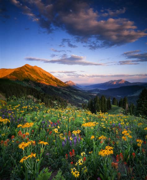 Washington Gulch Wildflowers Lucid Landscape Prints