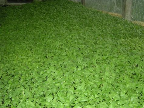 Jadi gambar tersebut tidak tomato 3 biji cili merah 15 biji cili padi untuk kombinasi dan tekstur sambal yang sempurna resipi ayam. Ladang Cili: Anak Benih Lada Solok - Pengeluar Cili Merah ...