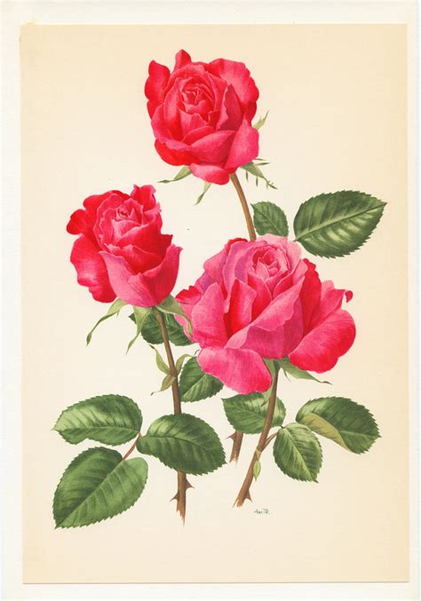 Dark Pink Roses Botanical Art 1962 Vintage Cassin Rose Etsy