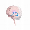 Brain's hippocampal volume, social environment affect adolescent ...