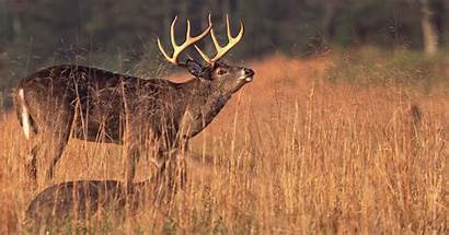 Bucks Deer Bring Scrape Mature Way Easy