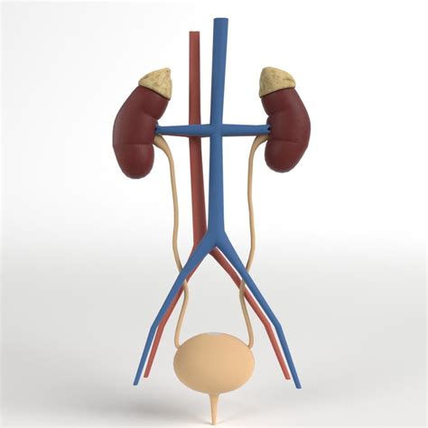Human Kidney Urinary Anatomy 3d Turbosquid 1152007