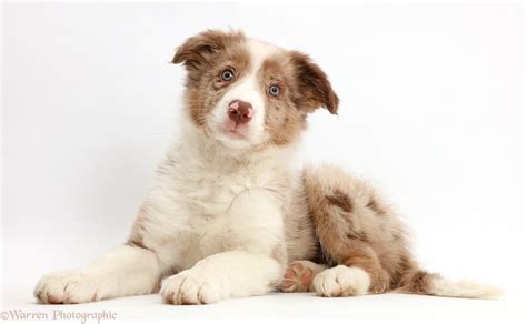 Red Border Collies Puppies Border Collie Elegance A Photo On