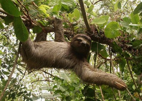 Adopt A Three Toed Sloth Through Wwf Au
