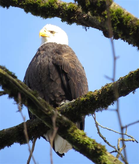 Eagle Deming Washington Bald Eagle Eagle Washington State