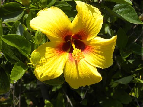 Yellow Hibiscus State Flower Of Hawaii Hawaii Island Big Island