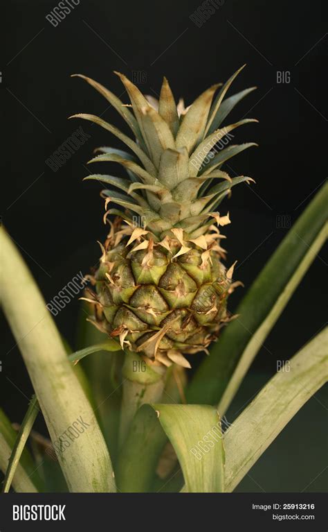 Bonsai Pineapple Aka Image And Photo Free Trial Bigstock