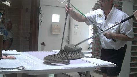 Eastern Diamondback Rattlesnake Venom Extraction Youtube