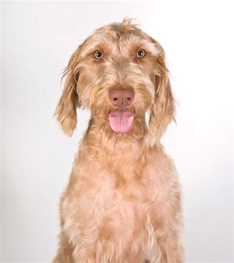 Wirehaired Vizsla Dog Breed Everything About Wirehaired Vizsla