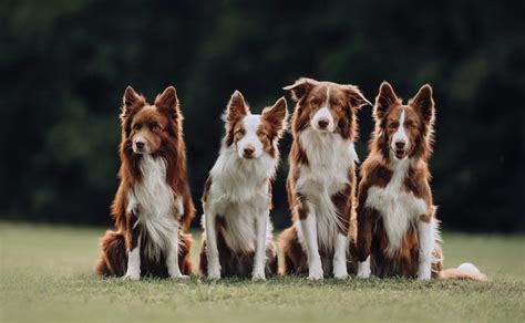 10 Things You Didnt Know About The Border Collie Letsgetpet