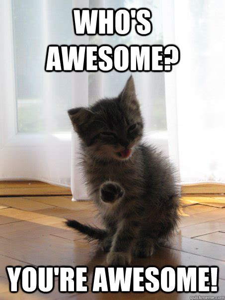 Whos Awesome Youre Awesome Confidence Kitty Quickmeme