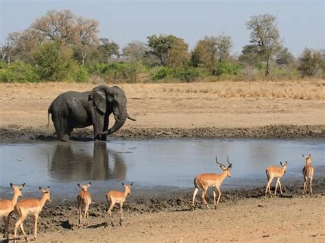 Kruger National Park 2019 Best Of Kruger National Park