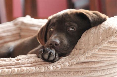 Interesting Facts About Chocolate Lab You Probably Didnt