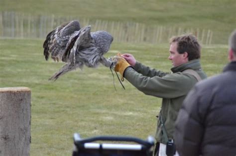 National Centre For Birds Of Prey Helmsley 2021 All You Need To