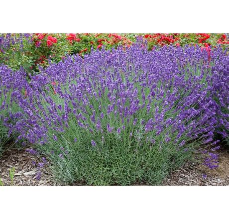 Lavandula x intermedia Grosso Levanduľa prostredná C3