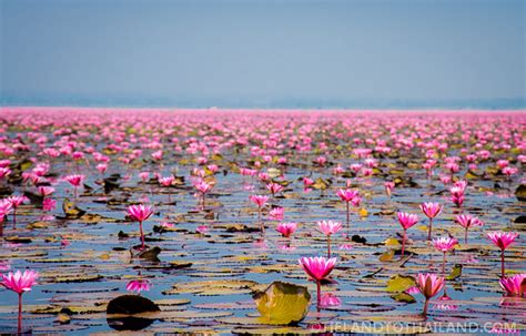 Red Lotus Sea In Udon Thani Thailand Tieland To Thailand