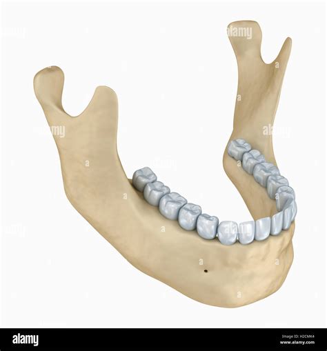 Lower Jaw Human Stock Photos And Lower Jaw Human Stock Images Alamy