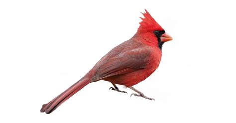 10 Incredible Northern Cardinal Facts Siberinternet