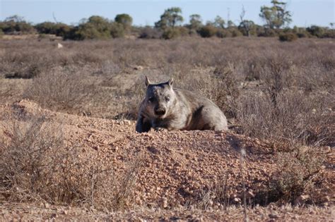 Southern Hairy Nosed Wombat Image Eurekalert Science News Releases