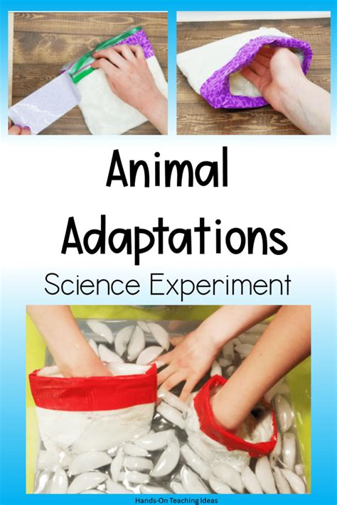 20 Amazing Animal Adaptations Activity Ideas Teaching Expertise