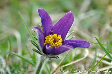 Urban stems flowers across the world to your loved ones, fresh and quality. Pasque flower (Pulsatilla vulgaris) | Urban Butterfly Garden