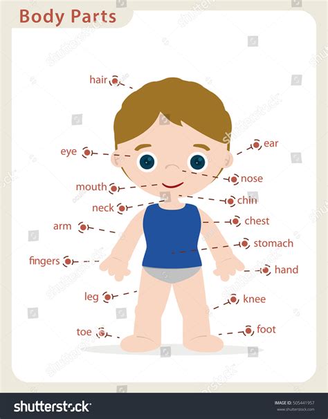 Boy Body Parts Diagram Poster Stock Vector 505441957 Shutterstock
