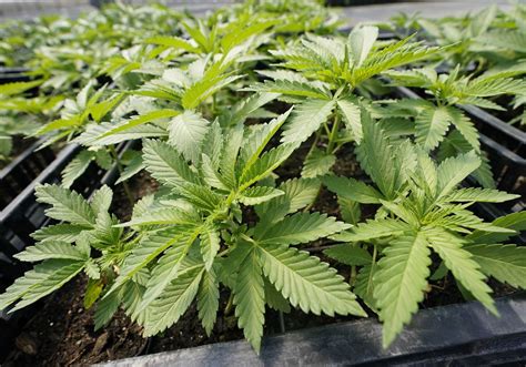 Luke Niforatos Bad Things Happen When States Legalize Weed