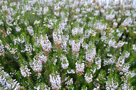White Scottish Heather Plant In Pitlochry Scotland Flickr