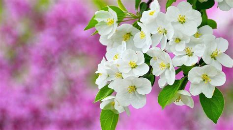 25 Best Free Spring Desktop Wallpaper 1920x1080 You Can Use It Free Of