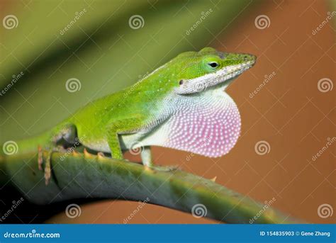 Male Green Anole Displaying Its Pink Dorsal Ridge Stock Image Image