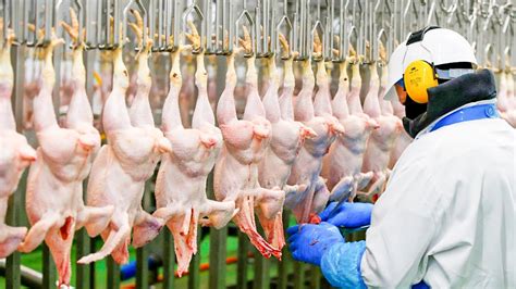 Modern Chicken Meat Processing Factory Chicken Factory YouTube