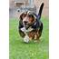 Basset Hound Animal Information And Pictures  All Wildlife Photographs