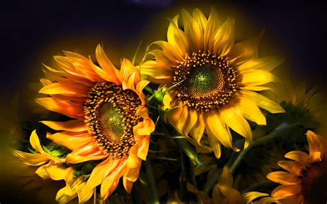 Sunflower Beautiful Abstract Hd Wallpapers For Desktop 3840x2400